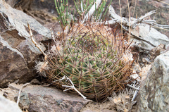 Eriosyce curvispina
