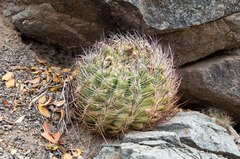 Eriosyce curvispina