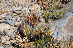Eriosyce curvispina