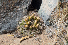 Eriosyce curvispina