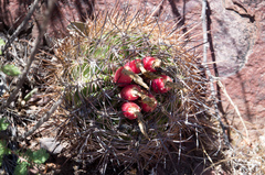 Eriosyce curvispina