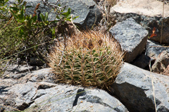 Eriosyce curvispina