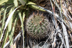 Eriosyce curvispina