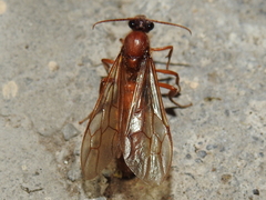 Labidus coecus
