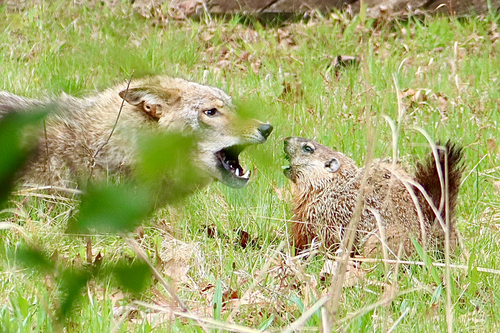 Groundhog photographed in Rhode Island