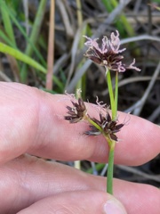 Juncus phaeocephalus, photograph (c) Eric Knight, some rights reserved (CC BY)