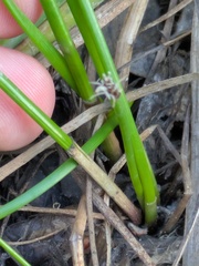 Eleocharis macrostachya, photograph (c) Eric Knight, some rights reserved (CC BY)