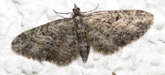 Eupithecia lariciata