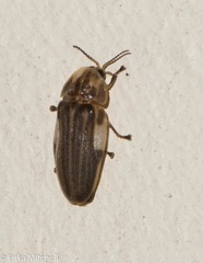 Aspisoma ignitum