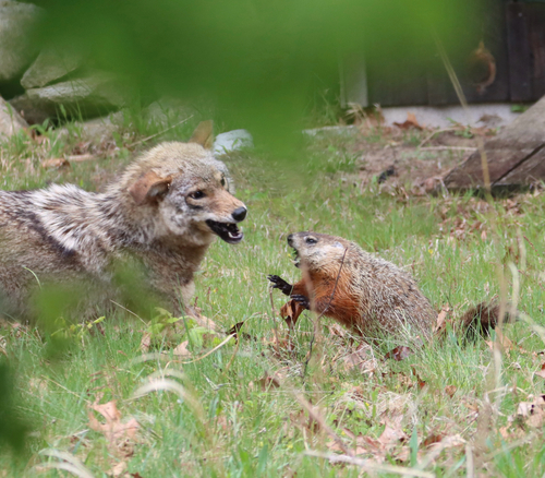 Coyote photographed in Rhode Island