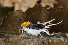 Cerogenes auricoma