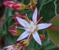 Crassula pellucida pellucida