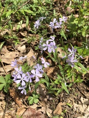 Phlox divaricata
