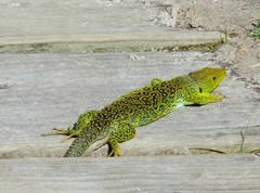 Timon lepidus ibericus