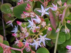 Crassula pellucida pellucida