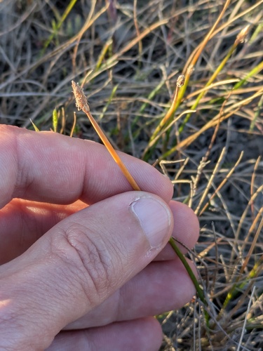 Eleocharis macrostachya, photograph 4