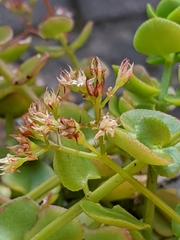 Crassula pellucida pellucida