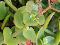 Crassula pellucida pellucida