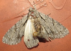 Acronicta psi