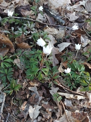 Anemonoides nemorosa