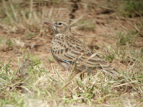Somali Short-toed Lark