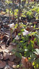 Anemonoides nemorosa