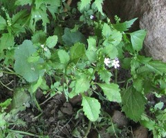 Chaenostoma cordatum