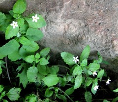 Chaenostoma cordatum