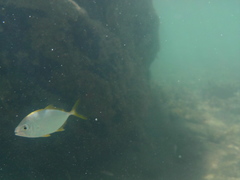 Caranx bartholomaei