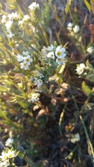 Buglossoides czernjajevii