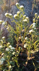 Buglossoides czernjajevii