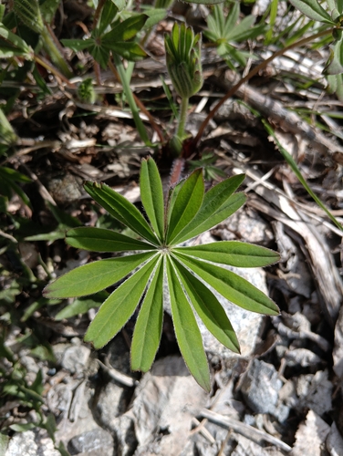 Large-leaved lupine