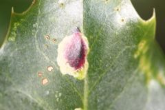 Phytomyza ilicis