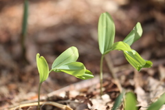 Polygonatum multiflorum