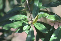 Photinia × fraseri