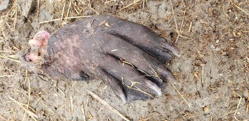animal observation 2