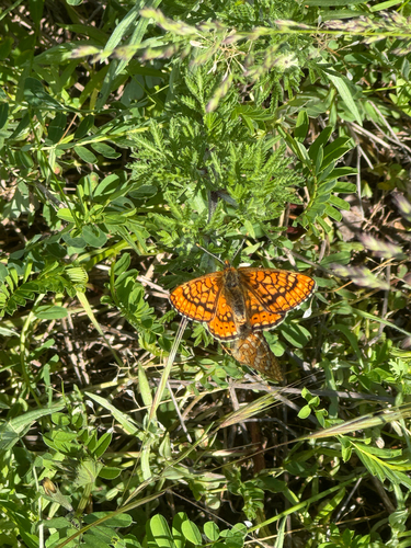 Marsh Fritillary