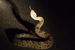 Crotalus culminatus