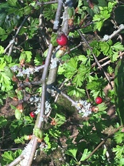 Crataegus