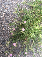 Spergularia rubra