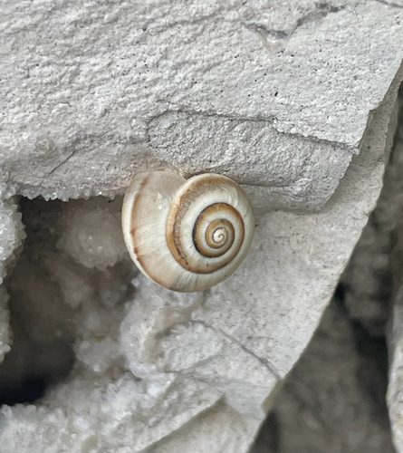 Nun Snails