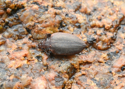 Amphizoa sinica