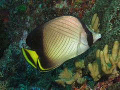 Chaetodon decussatus
