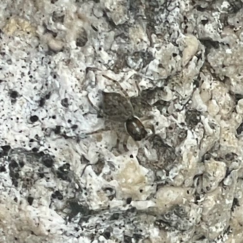 Half-edged Wall Jumping Spider