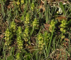 Cruciata laevipes