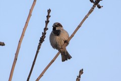 Passer domesticus bactrianus