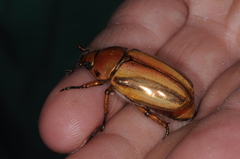 Pelidnota testaceovirens