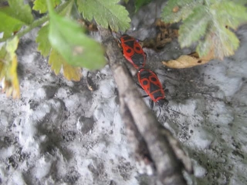 European Firebug