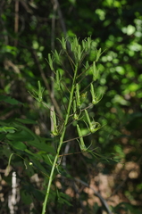 Cleome viridiflora