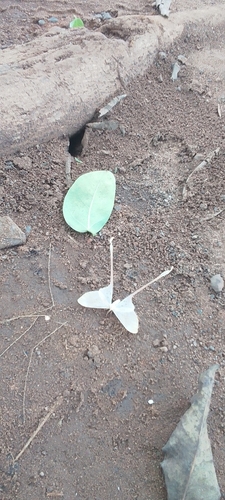Eudaemonia argus